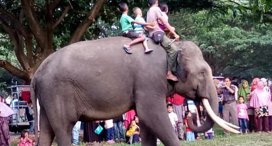 Bermain Gajah di Blang Padang